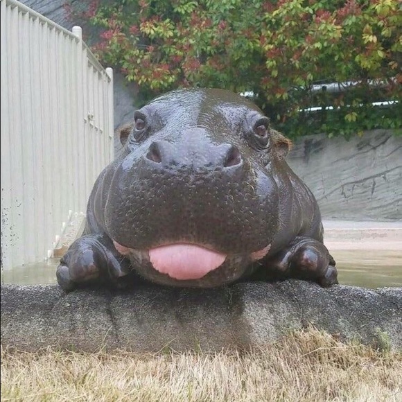 Meet your Posher, Carrie - Picture 5 of 5